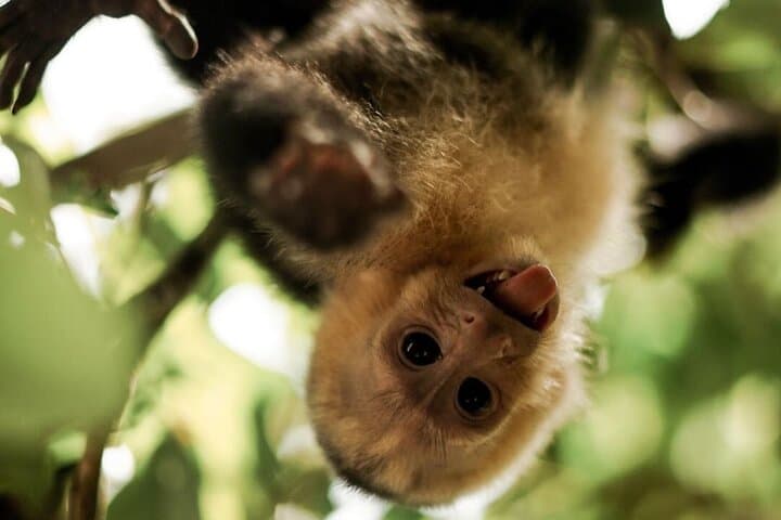 Full-Day Manuel Antonio National Park Tour from San Jose — Wildlife, Trails & Beach photo 1