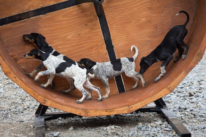 Musher's Camp & Dyea Gold Panning — Skagway Dog Mushing Experience photo 2