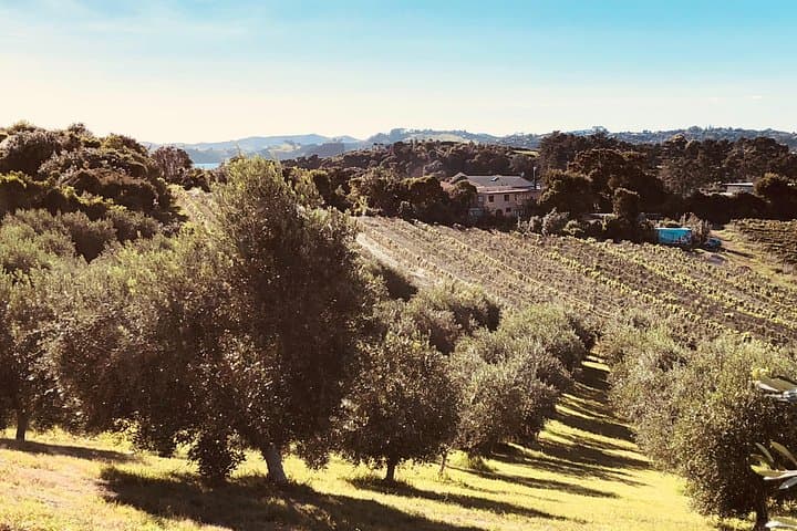 Sip & Savour Waiheke Wine Tour: Half-Day Tastings & Island Flavours photo 4