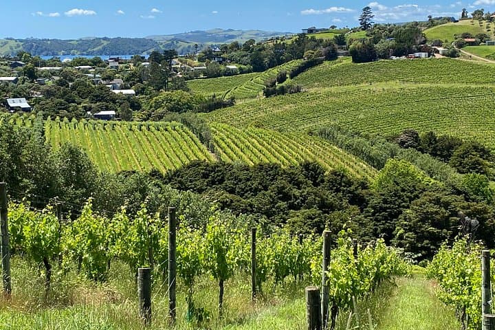 Sip & Savour Waiheke Wine Tour: Half-Day Tastings & Island Flavours photo 3
