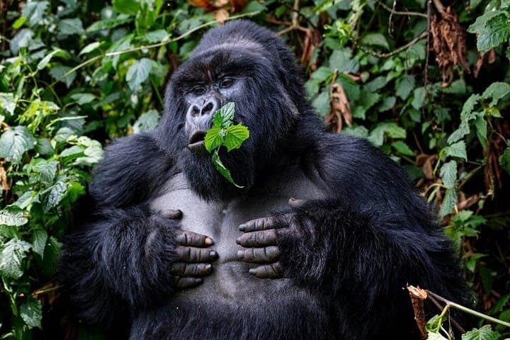 5-Day Private Uganda Gorillas and Wildlife Safari — Bwindi, Ishasha & Kazinga Channel photo 3