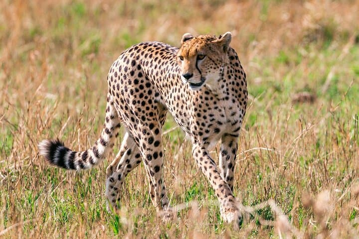 5-Day Kenya Safari: Masai Mara, Lake Nakuru & Hell's Gate Adventure photo 2