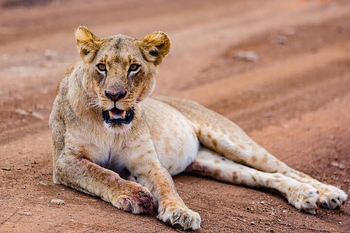 5-Day Kenya Safari: Masai Mara, Lake Nakuru & Hell's Gate Adventure