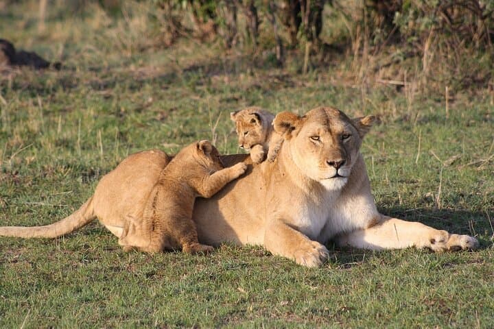 Masai Mara 2-Day Safari from Nairobi: Big Five & Migration Highlights