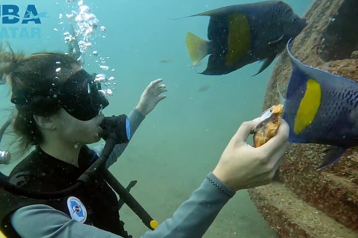 Try Scuba Dive in Qatar: PADI Intro Dive Off Doha's Coast photo 3