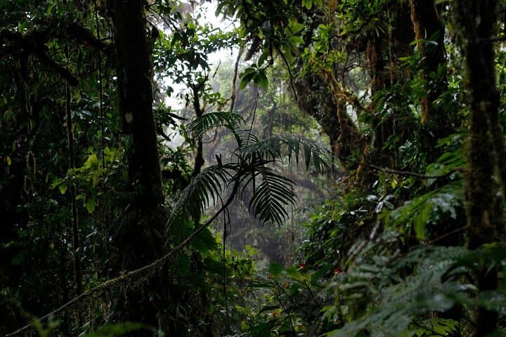 El Tigre Waterfalls Hike: Monteverde Cloud Forest Day Trek with Lunch photo 3