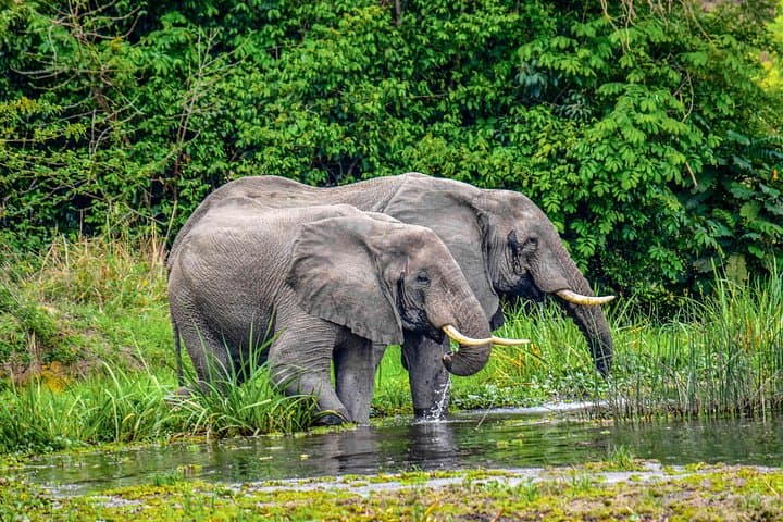 5-Day Private Uganda Gorillas and Wildlife Safari — Bwindi, Ishasha & Kazinga Channel photo 4