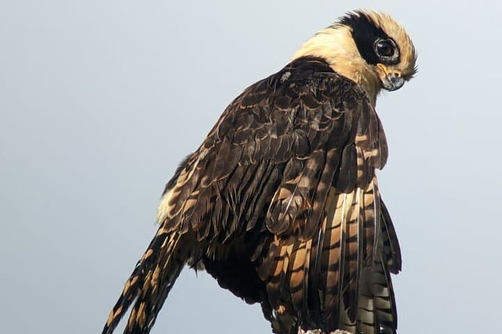 Uvita Bird Watching at Oro Verde: 3-Hour Guided Tour in Primary Forest