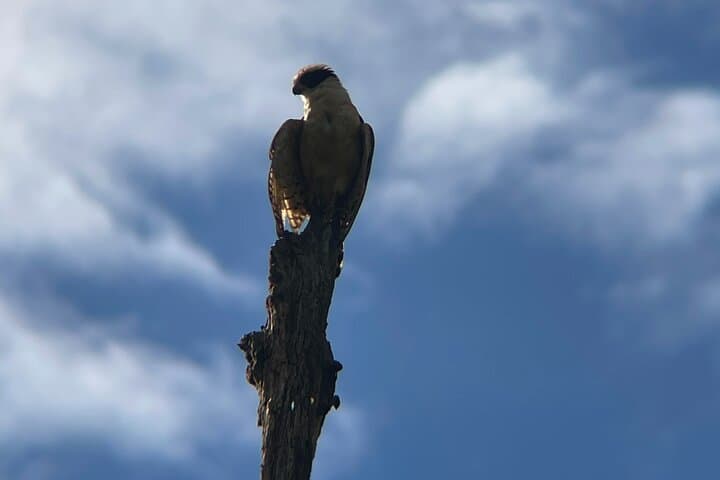 Uvita Bird Watching at Oro Verde: 3-Hour Guided Tour in Primary Forest photo 3