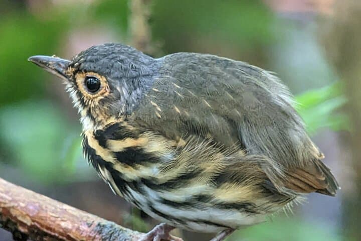 Uvita Bird Watching at Oro Verde: 3-Hour Guided Tour in Primary Forest photo 4