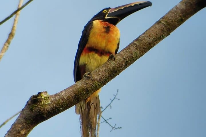 Uvita Bird Watching at Oro Verde: 3-Hour Guided Tour in Primary Forest photo 5