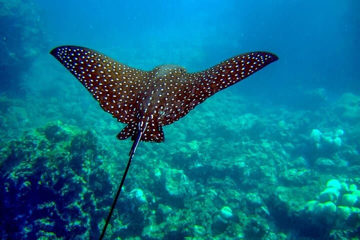 Artisan Sea & Kayak Adventure: Papagayo 4-in-1 Day Trip from Playa Hermosa photo 1