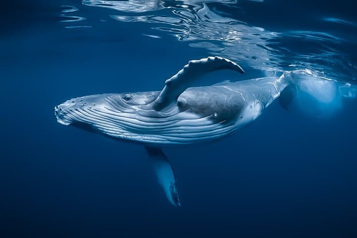 Kona Midday Whale Watching — Humpback Cruises from Honokohau Harbor photo 6