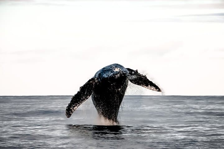Kona Midday Whale Watching — Humpback Cruises from Honokohau Harbor photo 4