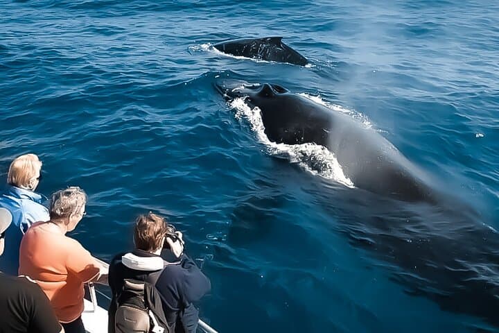 Kona Midday Whale Watching — Humpback Cruises from Honokohau Harbor