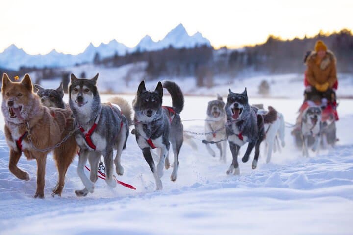 Jackson Hole Dog Sledding & Snowmobiling Combo at Heart Six Ranch