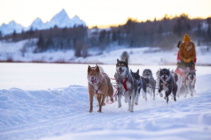 Jackson Hole Dog Sledding Adventure: Buffalo Fork Sled Tour Under the Tetons photo 3