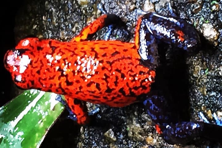 Sunrise River Float on Río Peñas Blancas — Half-Day Wildlife Tour from La Fortuna photo 5