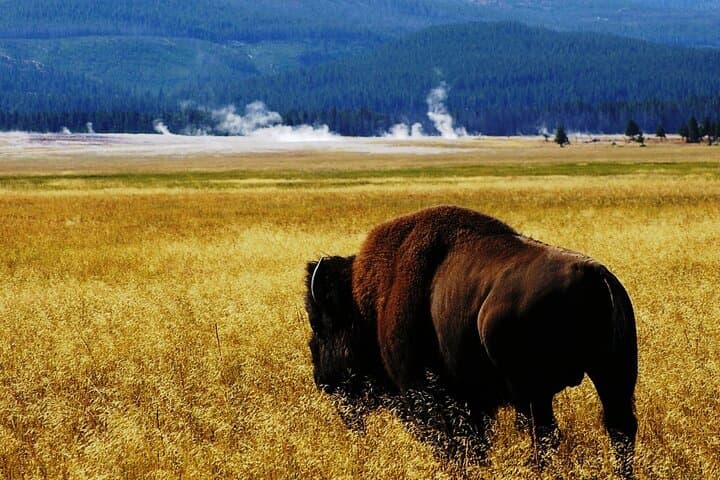 Explore Yellowstone Wildlife: Guided Tour Through Hayden and Lamar Valleys