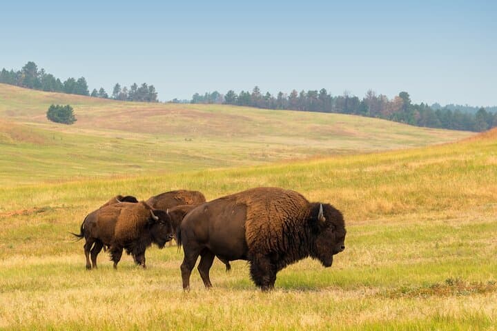 Explore Yellowstone Wildlife: Guided Tour Through Hayden and Lamar Valleys photo 2