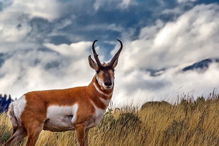 Explore Yellowstone Wildlife: Guided Tour Through Hayden and Lamar Valleys photo 3