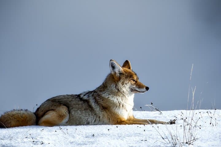 Explore Yellowstone Wildlife: Guided Tour Through Hayden and Lamar Valleys photo 4
