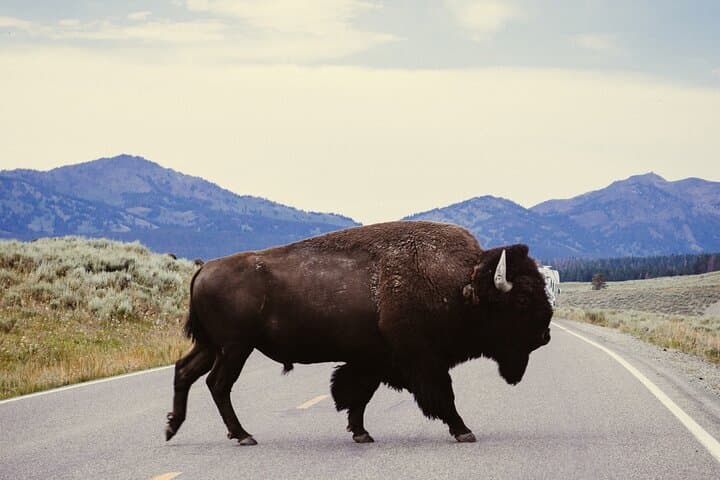 Explore Yellowstone Wildlife: Guided Tour Through Hayden and Lamar Valleys photo 5