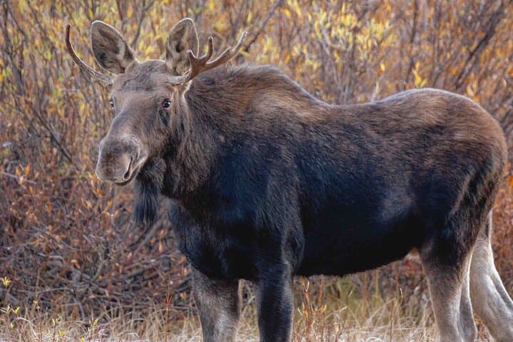 Explore Yellowstone Wildlife: Guided Tour Through Hayden and Lamar Valleys photo 6