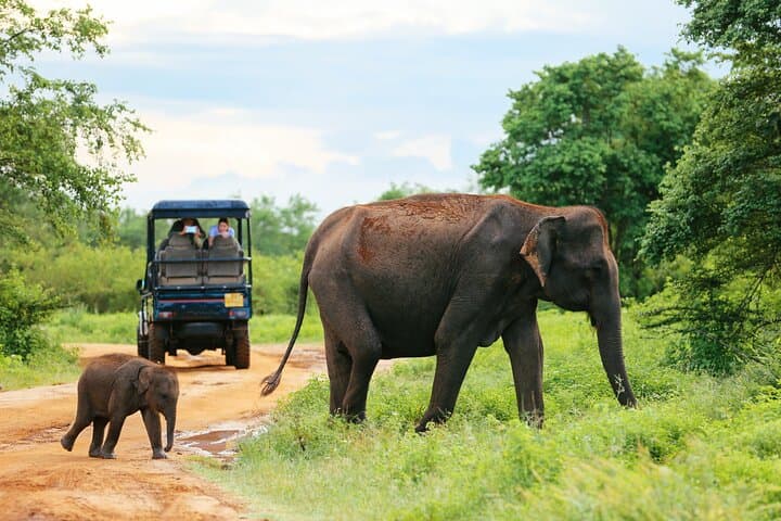 Udawalawe Safari Day Trip from Galle — Jeep Wildlife Tour to See Elephants