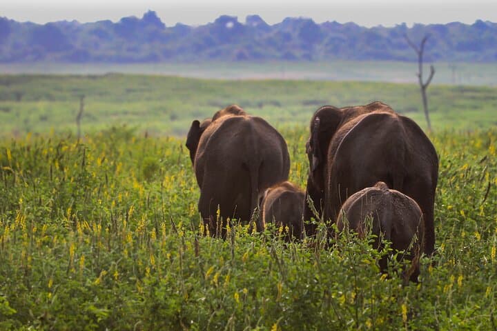 Udawalawe National Park Day Safari from Negombo: Elephant & Wildlife Jeep Tour