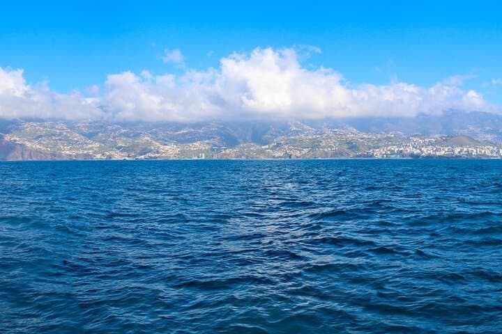 Funchal Hop-On Hop-Off and Catamaran Whale & Dolphin Watching — Bus & Boat Combo photo 3