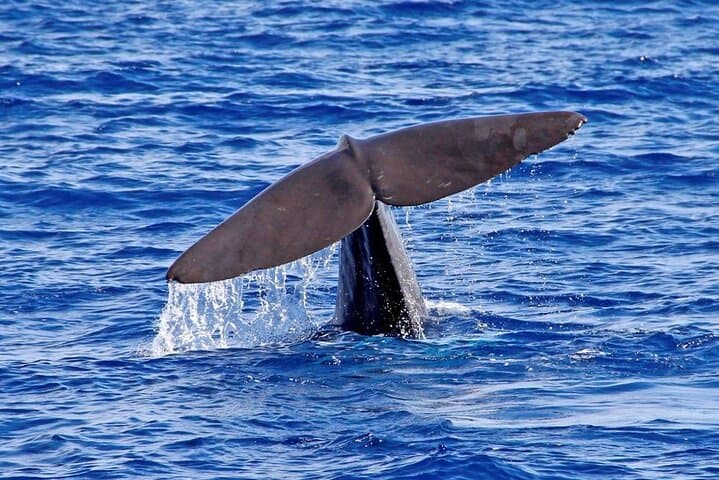 Funchal Hop-On Hop-Off and Catamaran Whale & Dolphin Watching — Bus & Boat Combo photo 4