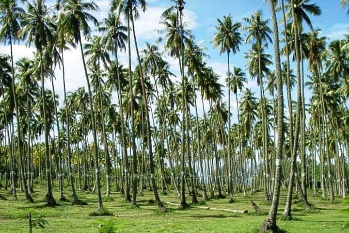 Full-Day Tahiti Island & Peninsula Tour: Waterfalls, Black Sand Beaches & Caves photo 3