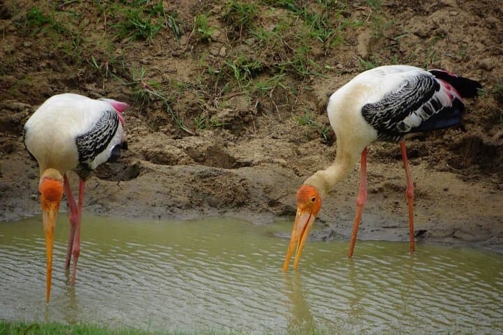 Half-Day Udawalawe Jeep Safari: See Wild Elephants & Waterbirds photo 5