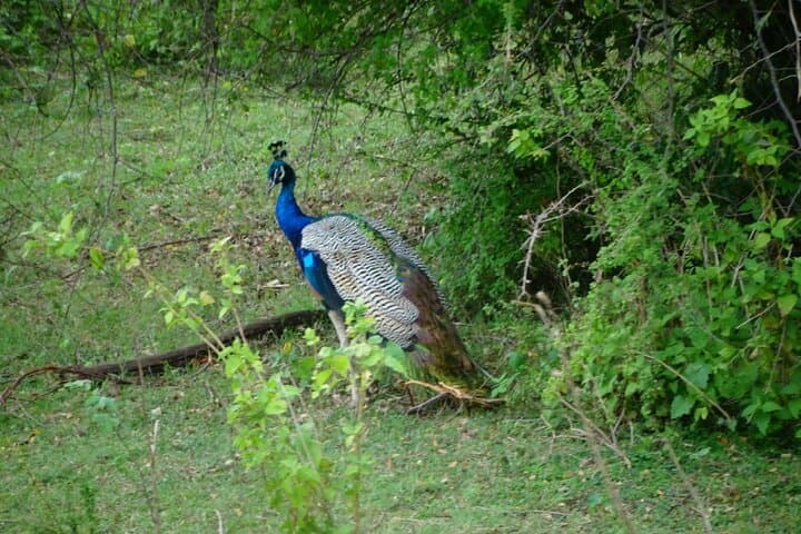 Half-Day Udawalawe Jeep Safari: See Wild Elephants & Waterbirds photo 6