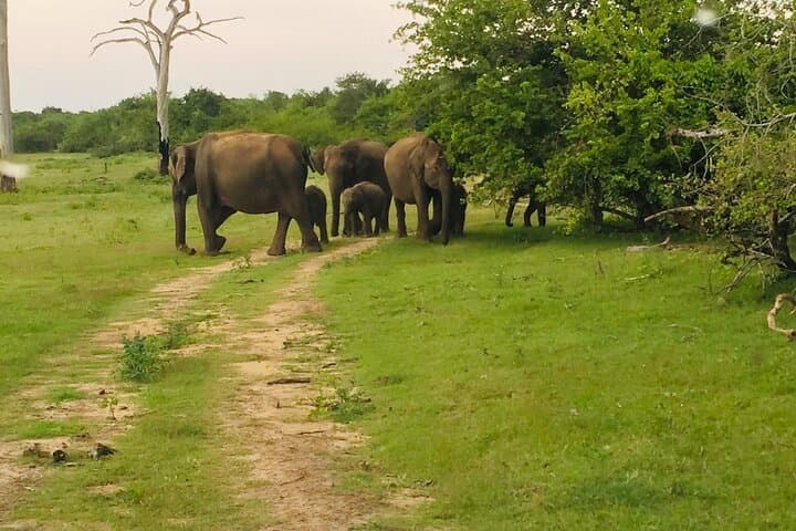 Half-Day Udawalawe Jeep Safari: See Wild Elephants & Waterbirds photo 2