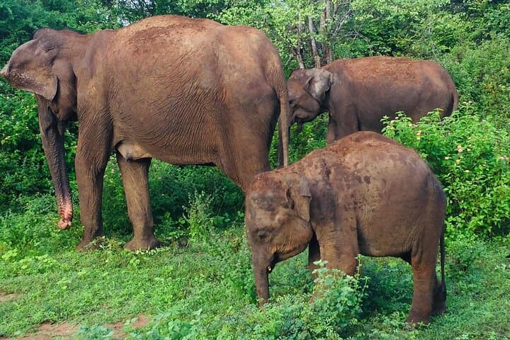 Half-Day Udawalawe Jeep Safari: See Wild Elephants & Waterbirds photo 3