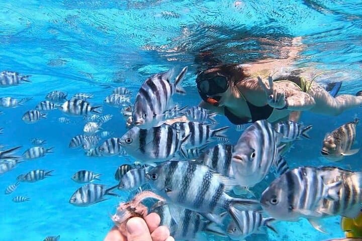 Private 3-Hour Bora Bora Lagoon Tour — Snorkel Coral Gardens, Rays & Blacktip Sharks photo 3