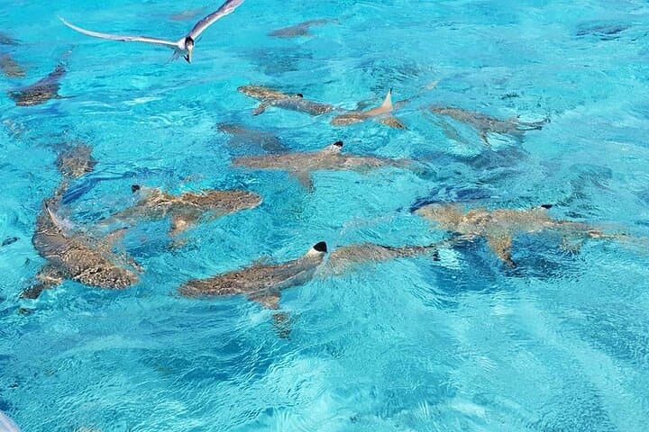 Private 3-Hour Bora Bora Lagoon Tour — Snorkel Coral Gardens, Rays & Blacktip Sharks photo 5