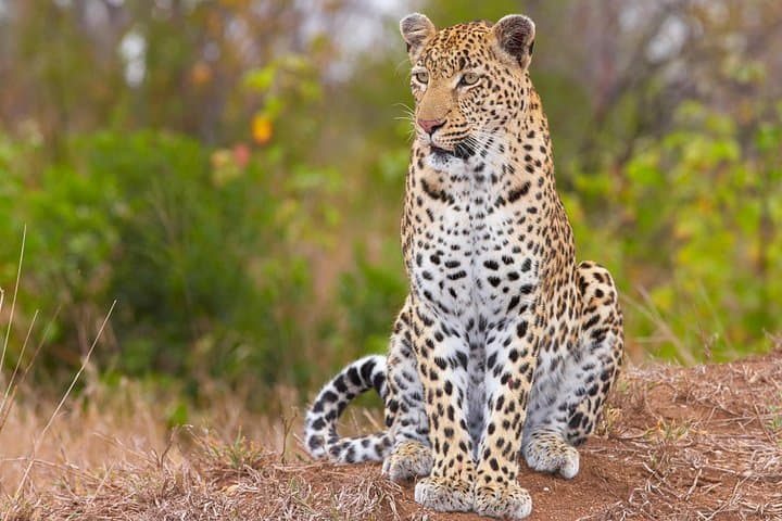 Aquila Big Five Safari and Fairview Wine & Cheese Day Trip from Cape Town photo 1