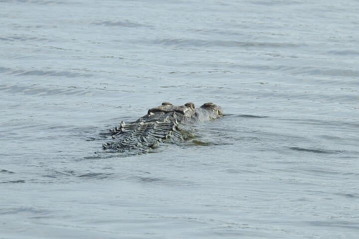 Sunset Wildlife Expedition on Isla Blanca: Private Bike & Boat Tour from Cancun photo 2