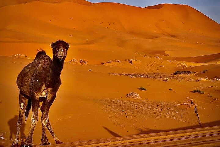 Overnight Camel Trekking and Desert Camp Experience at Erg Chebbi photo 6