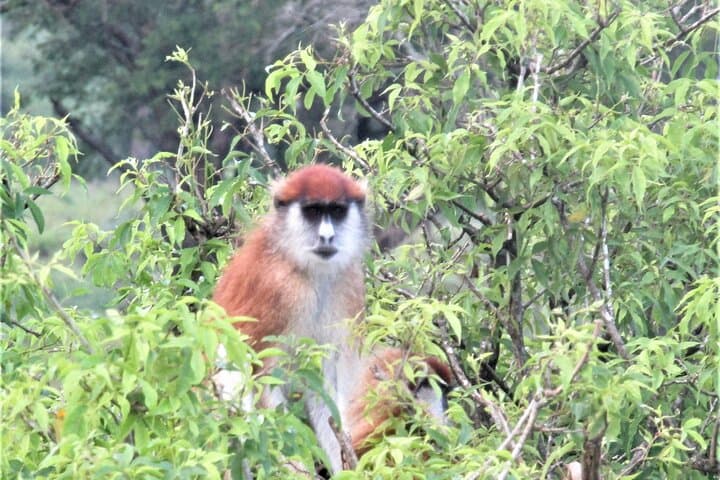 13-Day Uganda Safari: Big Five, Gorillas & Chimp Tracking Adventure photo 4