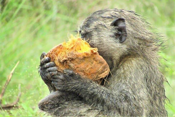 13-Day Uganda Safari: Big Five, Gorillas & Chimp Tracking Adventure photo 6