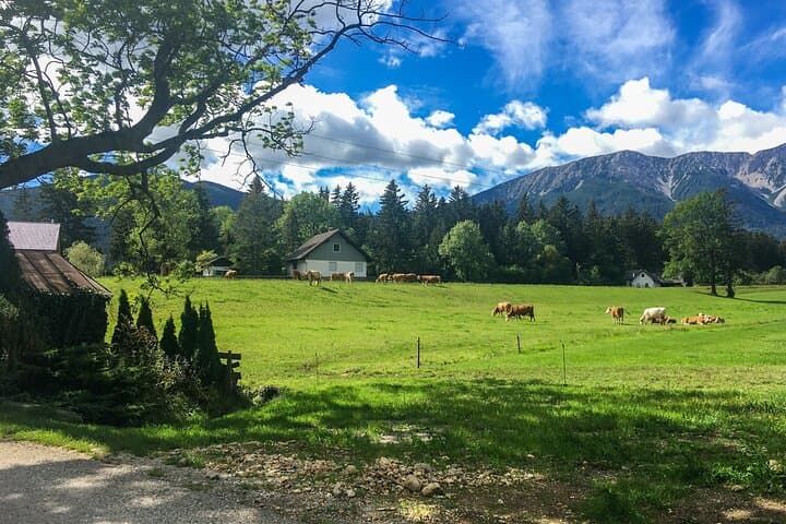 Schneeberg Valley Hike — Waterfalls, Pine Forests & Puchberg Views photo 6