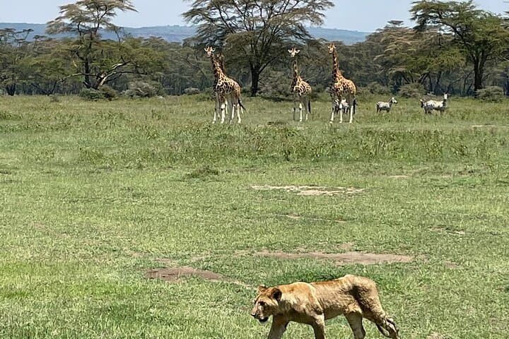 4-Day Masai Mara and Lake Nakuru Mid-Luxury Safari photo 3