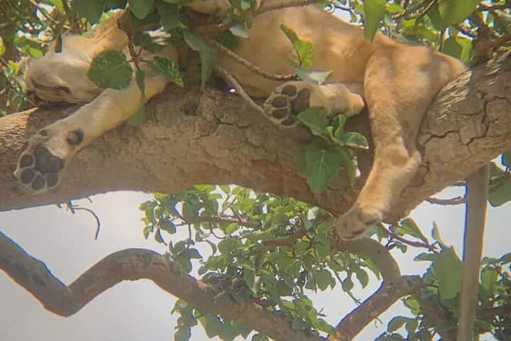 25-Day East Africa Safari: Uganda, Rwanda, Kenya & Tanzania with Zanzibar photo 5