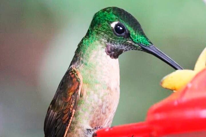 Mindo Cloud Forest Hummingbird & Orchid Private Tour from Quito photo 6