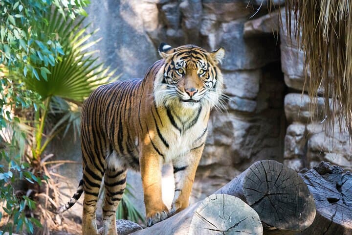 Golden Triangle & Ranthambore: 7-Day Wildlife, Taj Mahal & Birding Tour photo 4