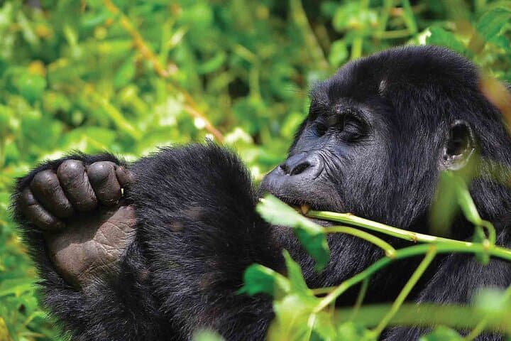 Private 3-Day Gorilla Trek in Bwindi Impenetrable National Park photo 5